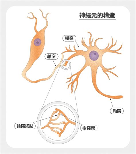 神經細胞形狀|神經元